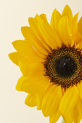 포토 JPG 스튜디오촬영 꽃 백그라운드 해바라기 실내 근접촬영 사람없음 신선 오브젝트 베이지색배경 국내포토 식물 뷰포인트 내부 베이지색 파일형식