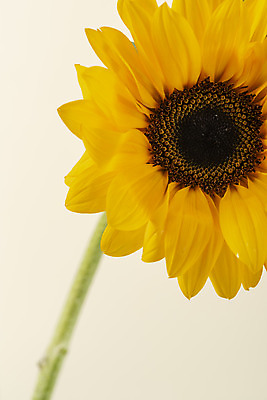 포토 JPG 스튜디오촬영 꽃 백그라운드 해바라기 실내 근접촬영 사람없음 신선 오브젝트 베이지색배경 국내포토 식물 뷰포인트 내부 베이지색 파일형식