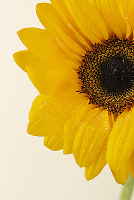 포토 JPG 스튜디오촬영 꽃 백그라운드 해바라기 실내 근접촬영 사람없음 신선 오브젝트 베이지색배경 국내포토 식물 뷰포인트 내부 베이지색 파일형식