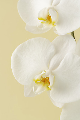 포토 JPG 스튜디오촬영 꽃 백그라운드 실내 근접촬영 사람없음 신선 오브젝트 호접란 베이지색배경 국내포토 식물 뷰포인트 내부 베이지색 파일형식