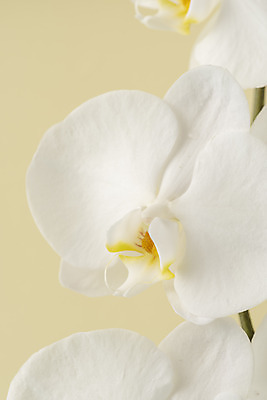 포토 JPG 스튜디오촬영 꽃 백그라운드 실내 근접촬영 사람없음 신선 오브젝트 호접란 베이지색배경 국내포토 식물 뷰포인트 내부 베이지색 파일형식