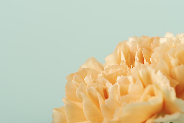 포토 JPG 스튜디오촬영 꽃 백그라운드 실내 근접촬영 사람없음 신선 카네이션 오브젝트 파란배경 국내포토 식물 뷰포인트 내부 파란색 파일형식