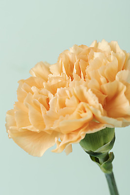 포토 JPG 스튜디오촬영 꽃 백그라운드 실내 근접촬영 사람없음 신선 카네이션 오브젝트 파란배경 국내포토 식물 뷰포인트 내부 파란색 파일형식