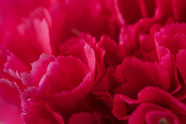 포토 JPG 스튜디오촬영 꽃 백그라운드 실내 근접촬영 사람없음 신선 카네이션 오브젝트 국내포토 식물 뷰포인트 내부 파일형식