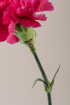 포토 JPG 스튜디오촬영 꽃 백그라운드 실내 근접촬영 사람없음 신선 카네이션 오브젝트 분홍색배경 국내포토 식물 뷰포인트 분홍색 내부 파일형식