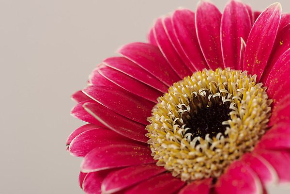 포토 JPG 스튜디오촬영 꽃 백그라운드 실내 근접촬영 사람없음 신선 오브젝트 거베라 분홍색배경 국내포토 식물 뷰포인트 분홍색 내부 파일형식