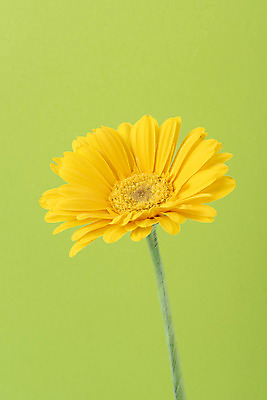 포토 JPG 스튜디오촬영 꽃 백그라운드 실내 누끼 사람없음 신선 오브젝트 거베라 초록배경 국내포토 식물 내부 초록색 파일형식