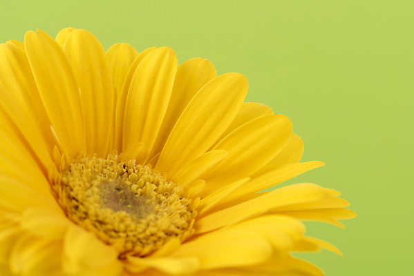 포토 JPG 스튜디오촬영 꽃 백그라운드 실내 근접촬영 사람없음 신선 오브젝트 거베라 초록배경 국내포토 식물 뷰포인트 내부 초록색 파일형식