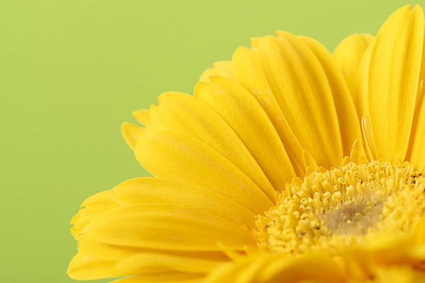 포토 JPG 스튜디오촬영 꽃 백그라운드 실내 근접촬영 사람없음 신선 오브젝트 거베라 초록배경 국내포토 식물 뷰포인트 내부 초록색 파일형식