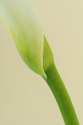 포토 JPG 스튜디오촬영 꽃 백그라운드 실내 누끼 근접촬영 사람없음 신선 카라 오브젝트 베이지색배경 국내포토 식물 뷰포인트 내부 베이지색 파일형식