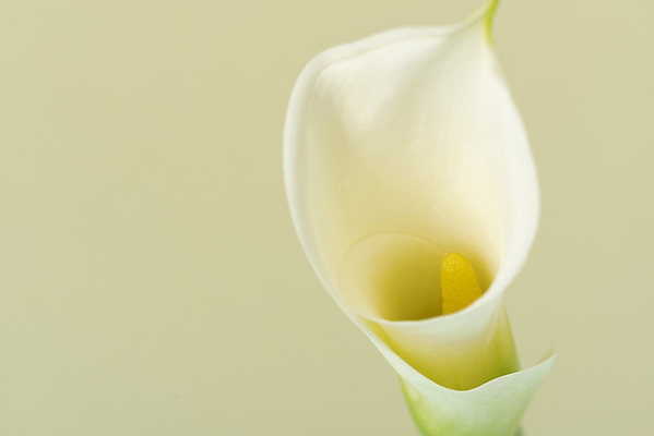 포토 JPG 스튜디오촬영 꽃 백그라운드 실내 누끼 근접촬영 사람없음 신선 카라 오브젝트 베이지색배경 국내포토 식물 뷰포인트 내부 베이지색 파일형식