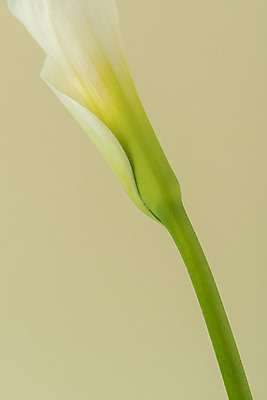 포토 JPG 스튜디오촬영 꽃 백그라운드 실내 누끼 근접촬영 사람없음 신선 카라 오브젝트 베이지색배경 국내포토 식물 뷰포인트 내부 베이지색 파일형식