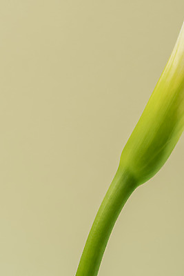 포토 JPG 스튜디오촬영 꽃 백그라운드 실내 누끼 근접촬영 사람없음 신선 카라 오브젝트 베이지색배경 국내포토 식물 뷰포인트 내부 베이지색 파일형식