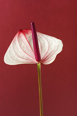 포토 JPG 스튜디오촬영 꽃 백그라운드 실내 누끼 사람없음 신선 오브젝트 빨간배경 안스리움 국내포토 식물 내부 빨간색 파일형식