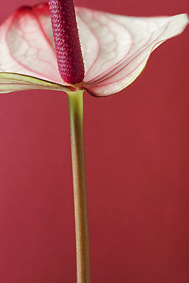 포토 JPG 스튜디오촬영 꽃 백그라운드 실내 누끼 근접촬영 사람없음 신선 오브젝트 빨간배경 안스리움 국내포토 식물 뷰포인트 내부 빨간색 파일형식