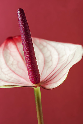 포토 JPG 스튜디오촬영 꽃 백그라운드 실내 누끼 근접촬영 사람없음 신선 오브젝트 빨간배경 안스리움 국내포토 식물 뷰포인트 내부 빨간색 파일형식