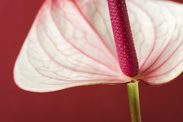 포토 JPG 스튜디오촬영 꽃 백그라운드 실내 근접촬영 사람없음 신선 오브젝트 빨간배경 안스리움 국내포토 식물 뷰포인트 내부 빨간색 파일형식