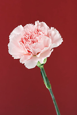 포토 JPG 스튜디오촬영 꽃 백그라운드 실내 누끼 사람없음 신선 카네이션 오브젝트 빨간배경 국내포토 식물 내부 빨간색 파일형식