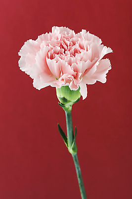 포토 JPG 스튜디오촬영 꽃 백그라운드 실내 누끼 사람없음 신선 카네이션 오브젝트 빨간배경 국내포토 식물 내부 빨간색 파일형식