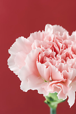 포토 JPG 스튜디오촬영 꽃 백그라운드 실내 근접촬영 사람없음 신선 카네이션 오브젝트 빨간배경 국내포토 식물 뷰포인트 내부 빨간색 파일형식