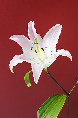 포토 JPG 스튜디오촬영 꽃 백그라운드 실내 누끼 사람없음 신선 백합 오브젝트 빨간배경 국내포토 식물 내부 빨간색 파일형식