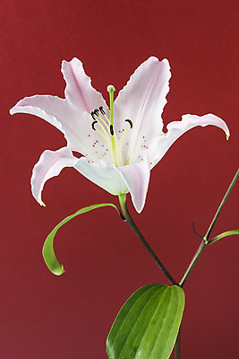 포토 JPG 스튜디오촬영 꽃 백그라운드 실내 누끼 사람없음 신선 백합 오브젝트 빨간배경 국내포토 식물 내부 빨간색 파일형식