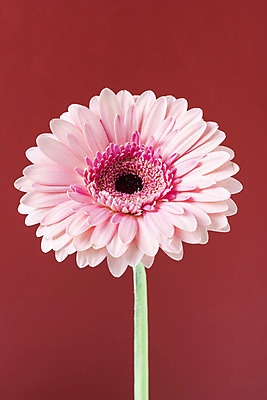 포토 JPG 스튜디오촬영 꽃 백그라운드 실내 누끼 근접촬영 사람없음 신선 오브젝트 거베라 빨간배경 국내포토 식물 뷰포인트 내부 빨간색 파일형식