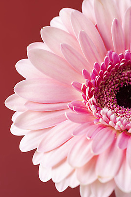 포토 JPG 스튜디오촬영 꽃 백그라운드 실내 근접촬영 사람없음 신선 오브젝트 거베라 빨간배경 국내포토 식물 뷰포인트 내부 빨간색 파일형식