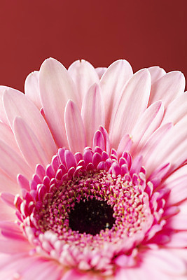 포토 JPG 스튜디오촬영 꽃 백그라운드 실내 근접촬영 사람없음 신선 오브젝트 거베라 빨간배경 국내포토 식물 뷰포인트 내부 빨간색 파일형식