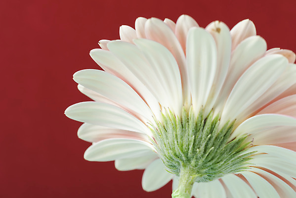 포토 JPG 스튜디오촬영 꽃 백그라운드 실내 근접촬영 사람없음 신선 오브젝트 거베라 빨간배경 국내포토 식물 뷰포인트 내부 빨간색 파일형식