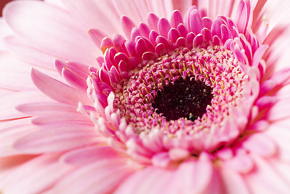 포토 JPG 스튜디오촬영 꽃 백그라운드 실내 근접촬영 사람없음 신선 오브젝트 거베라 국내포토 식물 뷰포인트 내부 파일형식