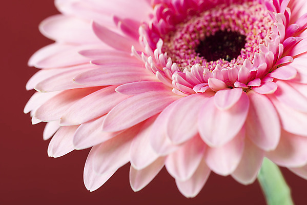 포토 JPG 스튜디오촬영 꽃 백그라운드 실내 근접촬영 사람없음 신선 오브젝트 거베라 빨간배경 국내포토 식물 뷰포인트 내부 빨간색 파일형식