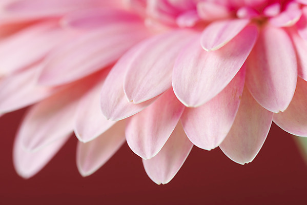 포토 JPG 스튜디오촬영 꽃 백그라운드 실내 근접촬영 사람없음 신선 오브젝트 거베라 빨간배경 국내포토 식물 뷰포인트 내부 빨간색 파일형식