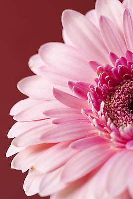 포토 JPG 스튜디오촬영 꽃 백그라운드 실내 근접촬영 사람없음 신선 오브젝트 거베라 빨간배경 국내포토 식물 뷰포인트 내부 빨간색 파일형식