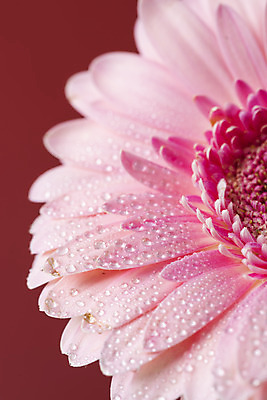 포토 JPG 스튜디오촬영 꽃 백그라운드 실내 근접촬영 사람없음 신선 오브젝트 거베라 빨간배경 국내포토 식물 뷰포인트 내부 빨간색 파일형식