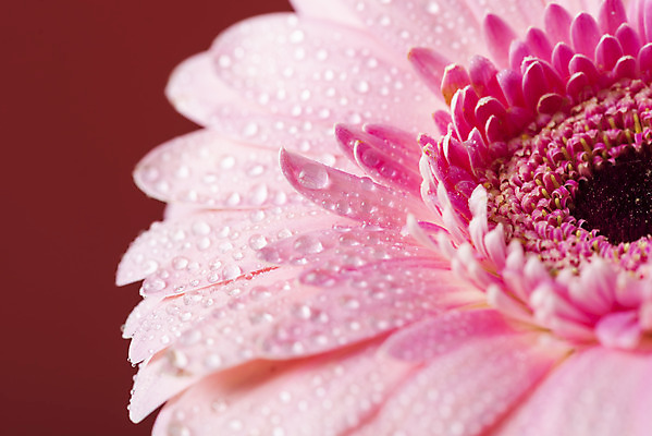 포토 JPG 스튜디오촬영 꽃 백그라운드 실내 근접촬영 사람없음 신선 오브젝트 거베라 빨간배경 국내포토 식물 뷰포인트 내부 빨간색 파일형식