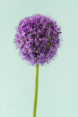 포토 JPG 스튜디오촬영 꽃 백그라운드 실내 누끼 사람없음 신선 오브젝트 알리움 초록배경 국내포토 식물 내부 초록색 파일형식