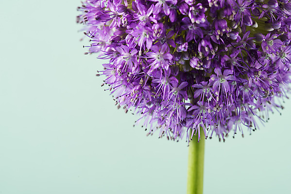 포토 JPG 스튜디오촬영 꽃 백그라운드 실내 근접촬영 사람없음 신선 오브젝트 알리움 초록배경 국내포토 식물 뷰포인트 내부 초록색 파일형식