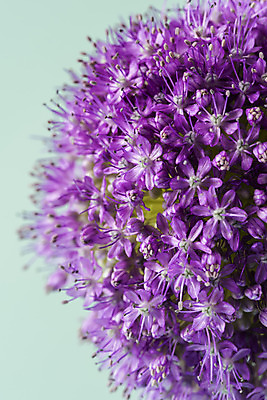 포토 JPG 스튜디오촬영 꽃 백그라운드 실내 근접촬영 사람없음 신선 오브젝트 알리움 초록배경 국내포토 식물 뷰포인트 내부 초록색 파일형식