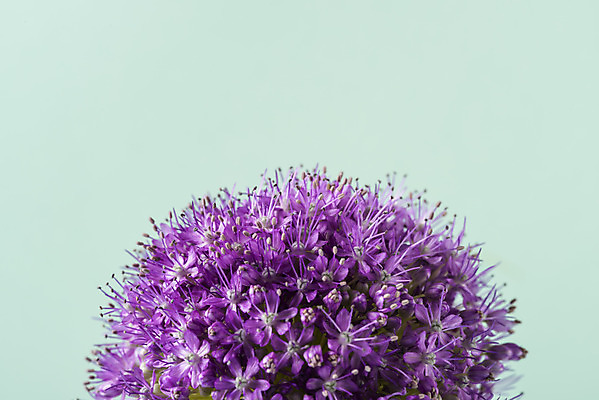 포토 JPG 스튜디오촬영 꽃 백그라운드 실내 근접촬영 사람없음 신선 오브젝트 알리움 초록배경 국내포토 식물 뷰포인트 내부 초록색 파일형식