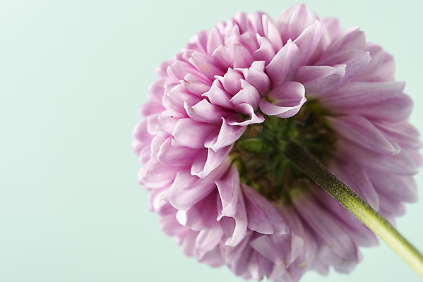 포토 JPG 스튜디오촬영 꽃 백그라운드 실내 근접촬영 사람없음 신선 달리아 오브젝트 초록배경 국내포토 식물 뷰포인트 내부 초록색 파일형식