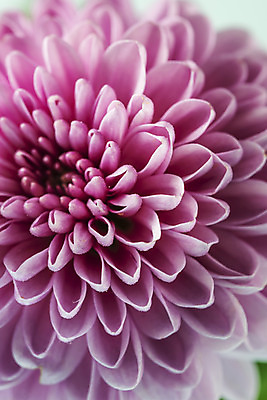 포토 JPG 스튜디오촬영 꽃 백그라운드 실내 근접촬영 사람없음 신선 달리아 오브젝트 초록배경 국내포토 식물 뷰포인트 내부 초록색 파일형식