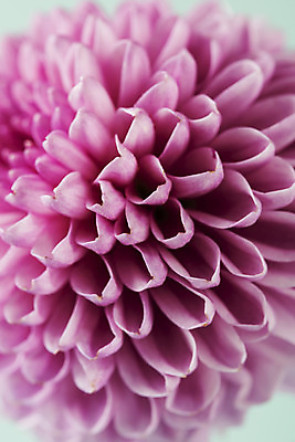 포토 JPG 스튜디오촬영 꽃 백그라운드 실내 근접촬영 사람없음 신선 달리아 오브젝트 초록배경 국내포토 식물 뷰포인트 내부 초록색 파일형식