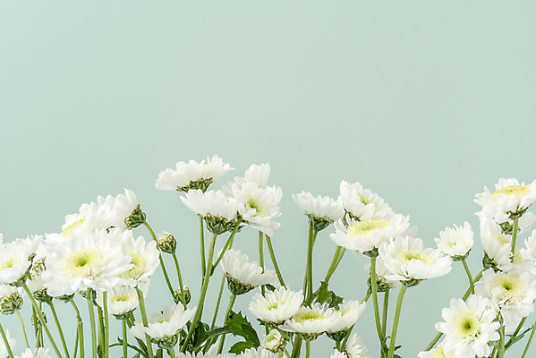 포토 JPG 스튜디오촬영 꽃 백그라운드 국화 실내 사람없음 하이앵글 신선 오브젝트 플랫레이 초록배경 국내포토 식물 뷰포인트 내부 초록색 플랫 파일형식