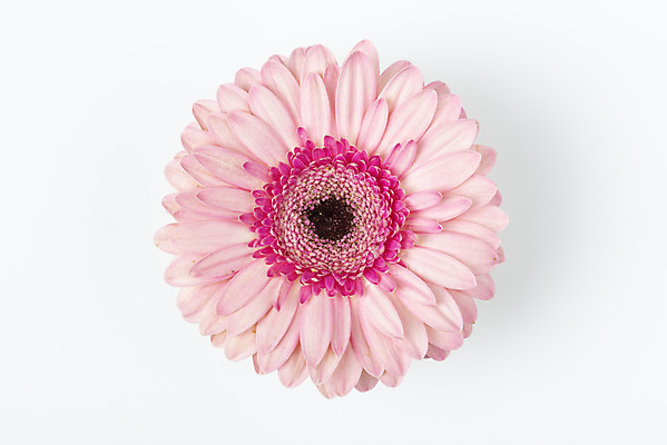 포토 JPG 스튜디오촬영 꽃 백그라운드 실내 누끼 사람없음 하이앵글 신선 오브젝트 흰배경 거베라 플랫레이 국내포토 식물 뷰포인트 내부 흰색 플랫 파일형식