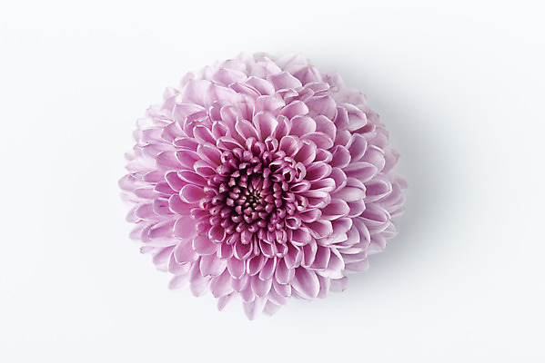 포토 JPG 스튜디오촬영 꽃 백그라운드 실내 누끼 사람없음 하이앵글 신선 달리아 오브젝트 흰배경 플랫레이 국내포토 식물 뷰포인트 내부 흰색 플랫 파일형식