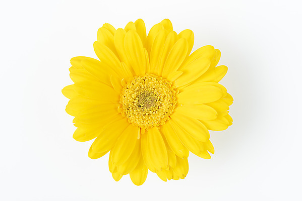 포토 JPG 스튜디오촬영 꽃 백그라운드 실내 누끼 사람없음 하이앵글 신선 오브젝트 흰배경 거베라 플랫레이 국내포토 식물 뷰포인트 내부 흰색 플랫 파일형식