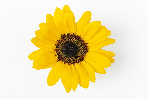 포토 JPG 스튜디오촬영 꽃 백그라운드 해바라기 실내 누끼 사람없음 하이앵글 신선 오브젝트 흰배경 플랫레이 국내포토 식물 뷰포인트 내부 흰색 플랫 파일형식