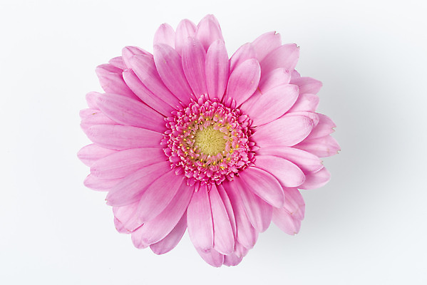 포토 JPG 스튜디오촬영 꽃 백그라운드 실내 누끼 사람없음 하이앵글 신선 오브젝트 흰배경 거베라 플랫레이 국내포토 식물 뷰포인트 내부 흰색 플랫 파일형식