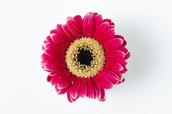 포토 JPG 스튜디오촬영 꽃 백그라운드 실내 누끼 사람없음 하이앵글 신선 오브젝트 흰배경 거베라 플랫레이 국내포토 식물 뷰포인트 내부 흰색 플랫 파일형식